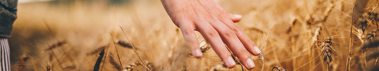 Person running their hands through wheat in a field